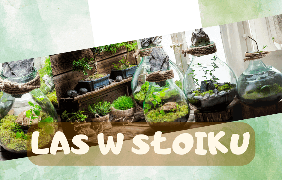 Oferta edukacyjna zajęć "Las w słoiku", wspaniałe zajęcia na temat ekologii, ekosystemu jak również budowy i historii naszej planety.